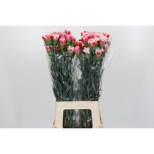Dianthus St Safari