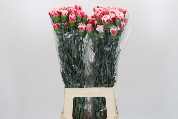 <h4>Dianthus St Safari</h4>