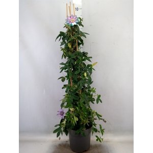 Passiflora  'Amethyst Beauty'