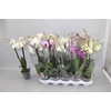 Phal Gem