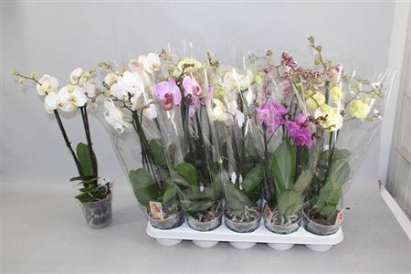 <h4>Phal Gem</h4>