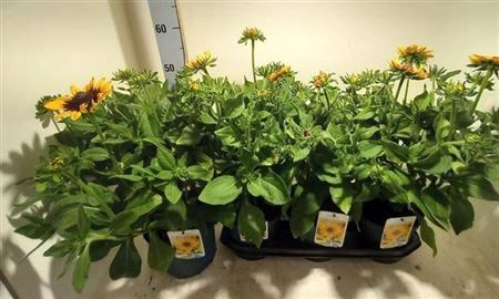 <h4>Rudbeckia Sunbeck Ov</h4>