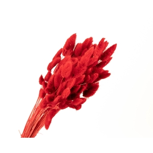 Lagurus Red