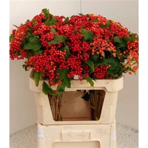 Vibur Op Compactum