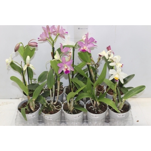 ORQUIDEA CATTLEYA MINI P12