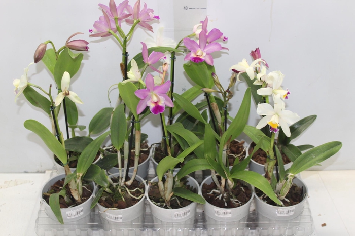 <h4>ORQUIDEA CATTLEYA MINI P12</h4>