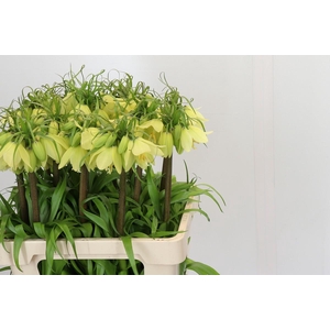 Fritillaria Imperialis