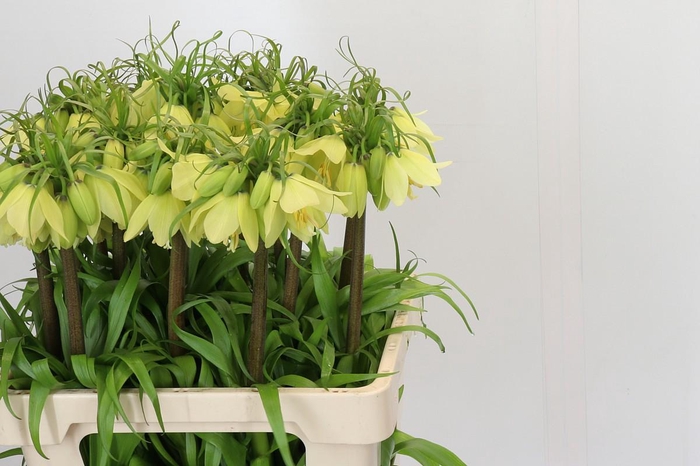 <h4>Fritillaria Imperialis</h4>