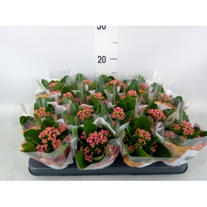 Kalanchoe blos. 'RosDon Victorio'