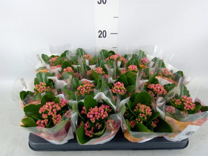 <h4>Kalanchoe blos. 'RosDon Victorio'</h4>