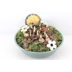 arr4 Narcis PL - Zink schaal groen M