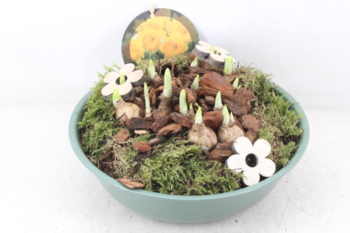 <h4>arr4 Narcis PL - Zink schaal groen M</h4>