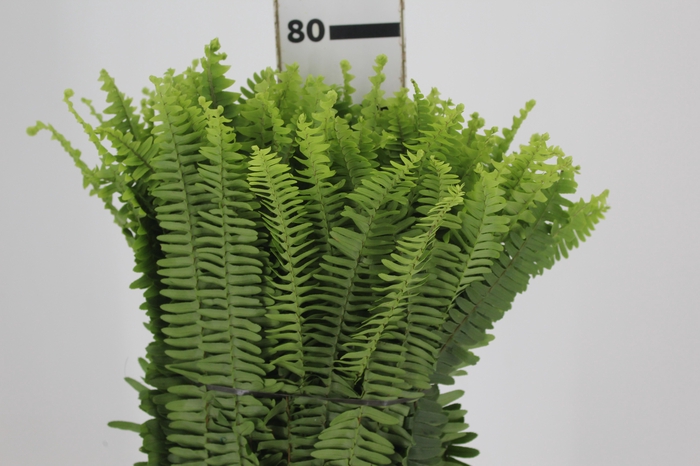 FOLHAGEM SAMAMBAIA PAULISTINHA