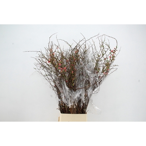 CHAENOMELES SUPERBA 120CM
