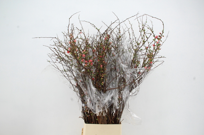 <h4>CHAENOMELES SUPERBA 120CM</h4>