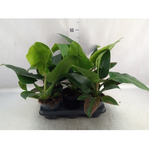 Philodendron  'Imperial Green'