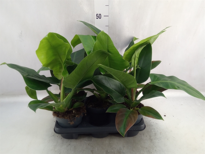 Philodendron  'Imperial Green'