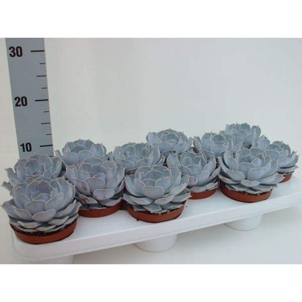 <h4>Echeveria lilacina</h4>