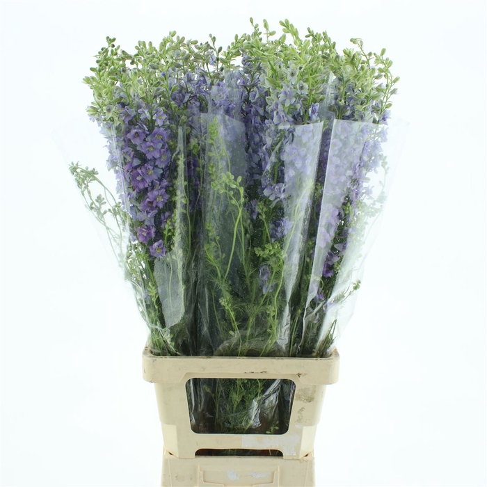 <h4>Delphinium Aj Lilac</h4>