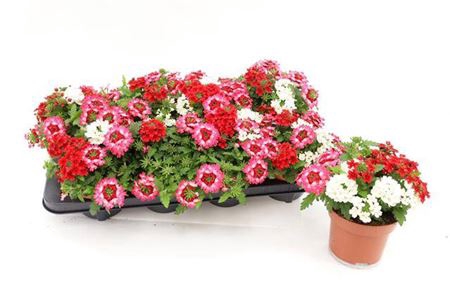<h4>Verbena Tricolor Red Shades</h4>
