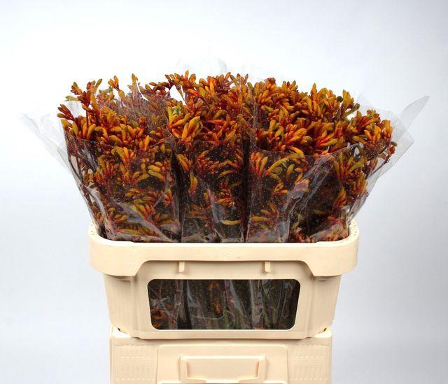 <h4>ANIGOZ GOLD FEVER</h4>