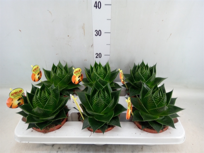 <h4>Aloe aristata 'Cosmo'</h4>