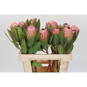 Protea Susara