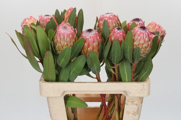 <h4>Protea Susara</h4>
