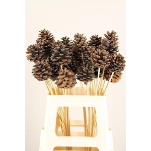 Stick pinecone natural
