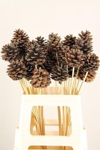 <h4>Stick pinecone natural</h4>