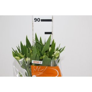 ALSTROEMERIA AKEMI 080 CM