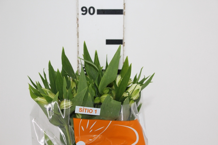 ALSTROEMERIA AKEMI 080 CM