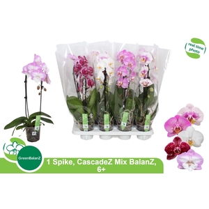 PHAL EL CASCADE