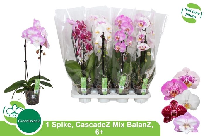 PHAL EL CASCADE