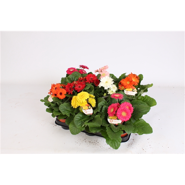 <h4>Gerbera sundayz belicht 12cm 2+bl.</h4>