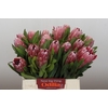 Protea Pink Ice
