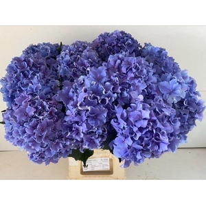 HYDRANGEA  'ROYAL BREEZE BLUE'