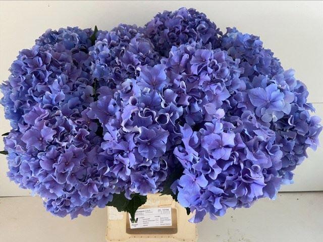 <h4>HYDRANGEA  'ROYAL BREEZE BLUE'</h4>