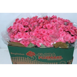 BEGONIA BAZAN P15
