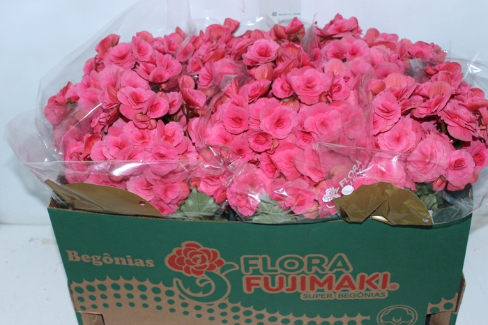 <h4>BEGONIA BAZAN P15</h4>