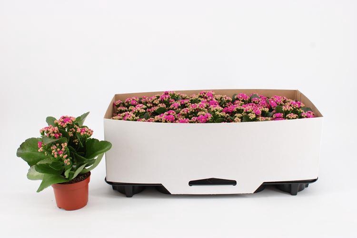 <h4>Kalanchoe Rosalina Don Geraldo</h4>