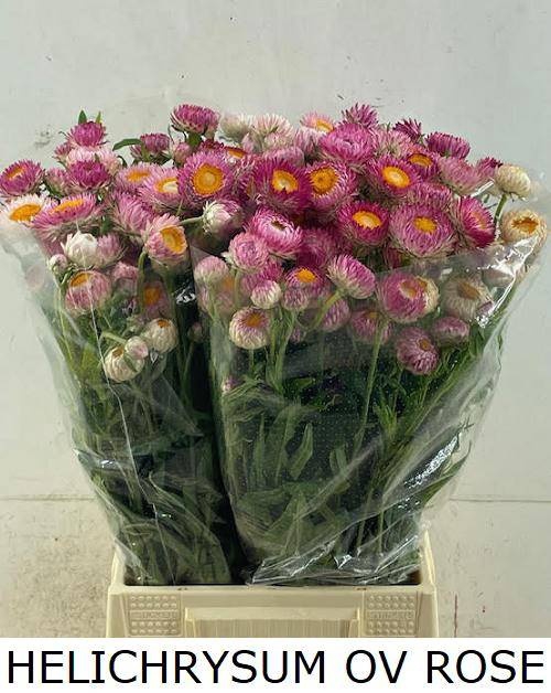 <h4>HELICHRYSUM OV</h4>