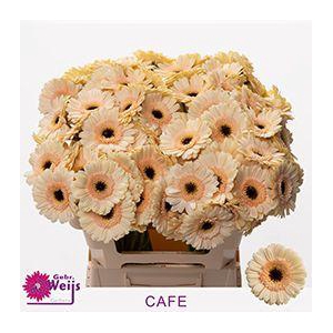 GE MI CAFE chambre
