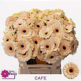 <h4>GE MI CAFE chambre</h4>