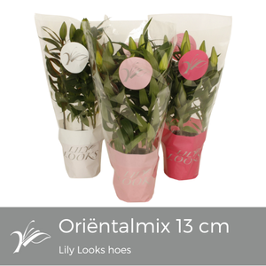 Lilium oriëntal mix 13 cm Lily Looks hoes (or. lelie)