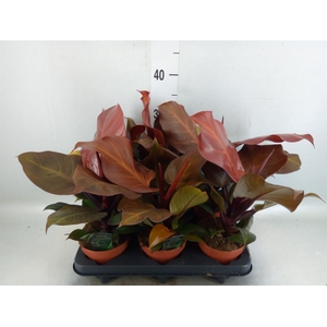 Philodendron   ...