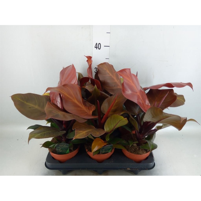 <h4>Philodendron   ...</h4>