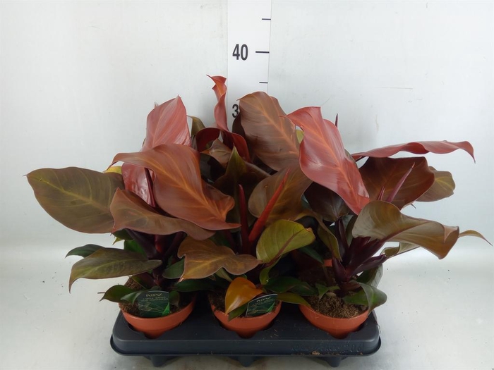 Philodendron   ...