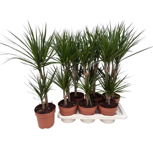 DRA MARGINATA