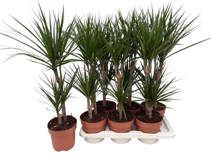 <h4>DRA MARGINATA</h4>